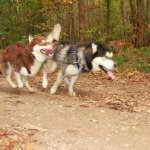 Sled Dog Racing1