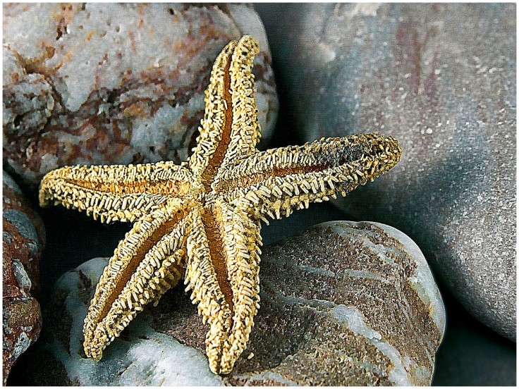 Starfish