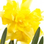 Sunburst Daffodil