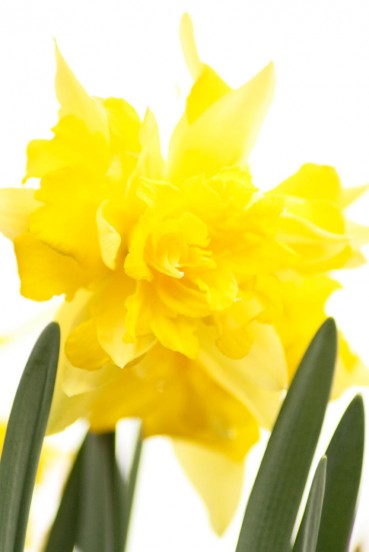 Sunburst Daffodil