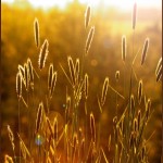 Sunset Grass