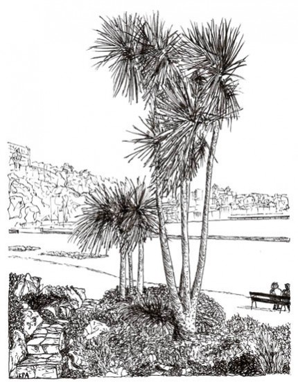 Torbay Palm (Pen and Ink Drawing)
