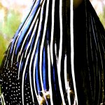 Vulturine Guineafowl detail