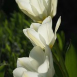 White Tulips