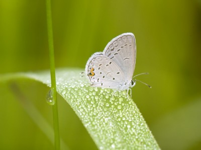 Animal Healing, 30 October to 4 December