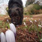  Are there Truffles in the Geopark?