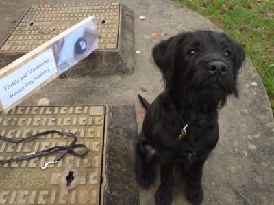 Foraging for funding: hamster, pig or hound?