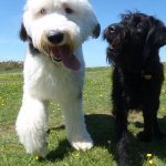 Sniffing out the future at Berry Head 