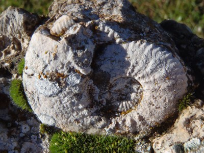 Speaking as Ammonite