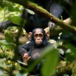 Zambia Chimpanzee Sanctuary Fundraising Campaign