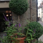 Twig Of Tetbury / Twig of Tetbury - Flowers for all occasions, Topiary Plants Tree