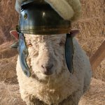 A Woolly Week of Sheep