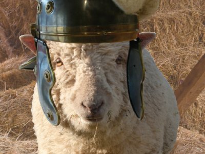 A Woolly Week of Sheep
