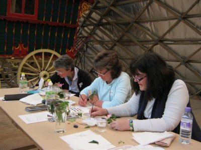 Botanical illustration: medicinal plants