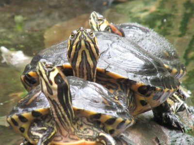 Drawing Reptiles: Saturday Workshop 2nd May 2020