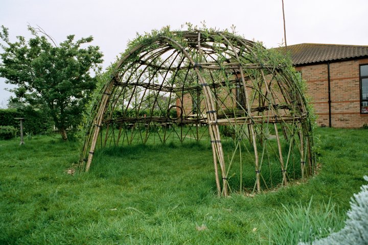 Living willow dome